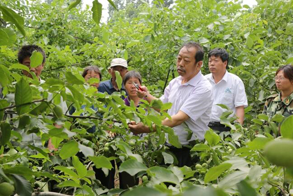 图为李保国在田间为田舍解说核桃栽培实用技术。。。。。。